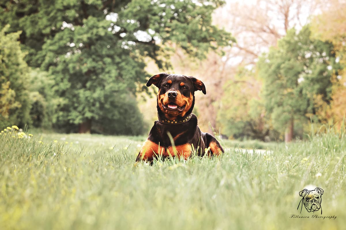 Samson - Rottweiler - Bild 11