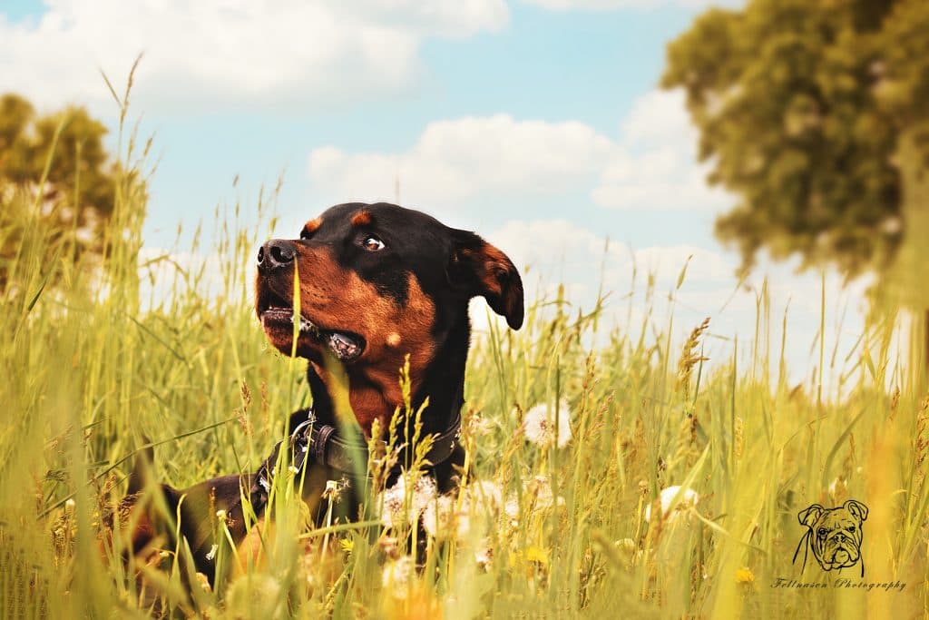 Samson - Rottweiler - Bild 10