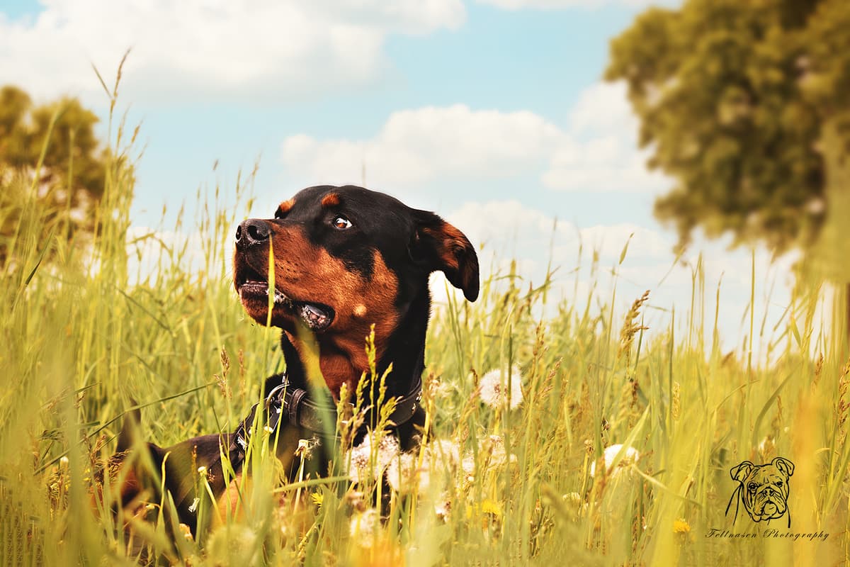 Samson - Rottweiler - Bild 9