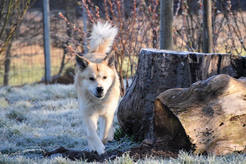 Arko - Akita - Bild 14