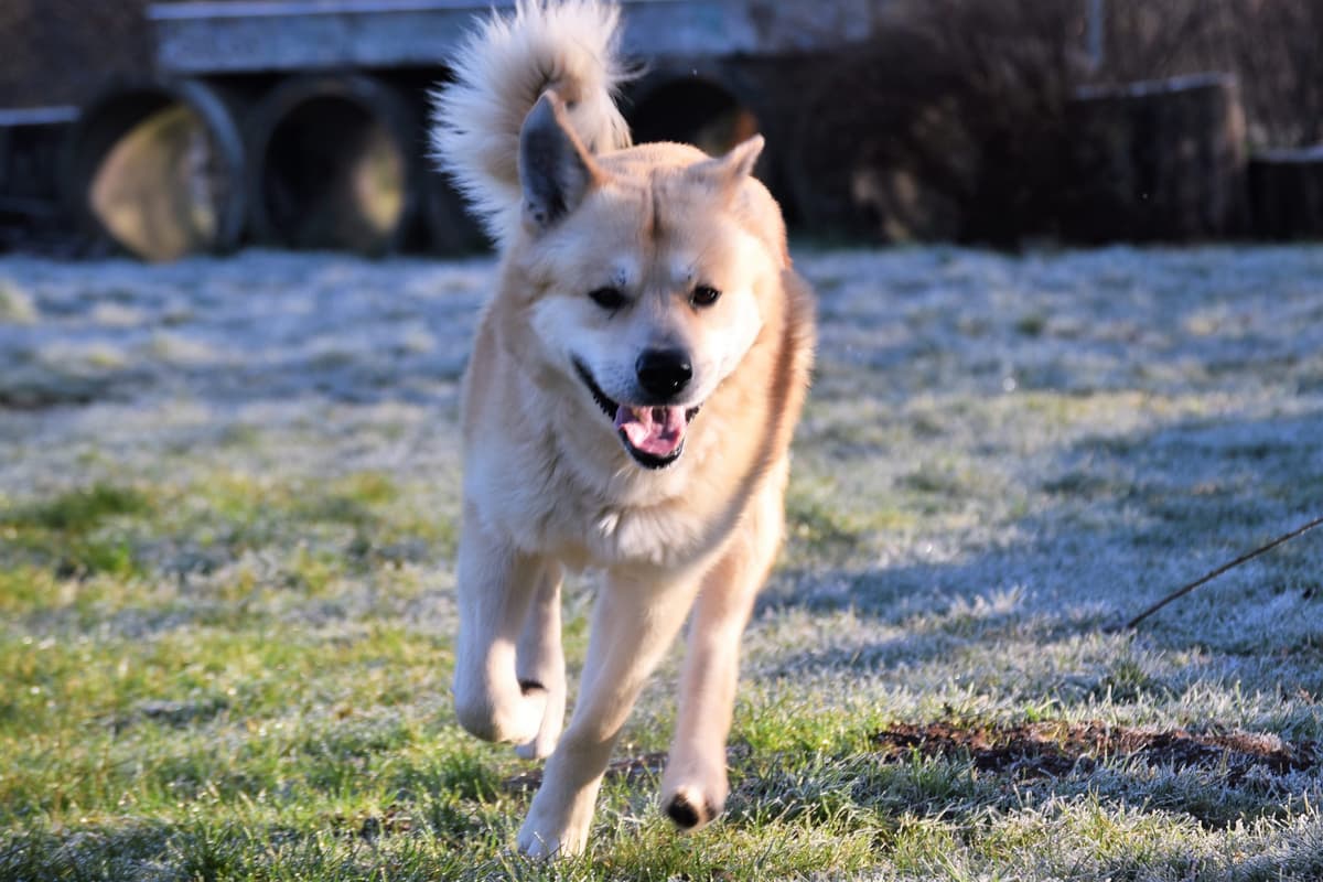 Arko - Akita - Bild 7