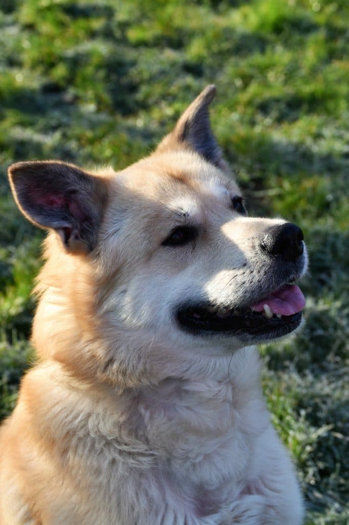 Arko - Akita - Bild 6