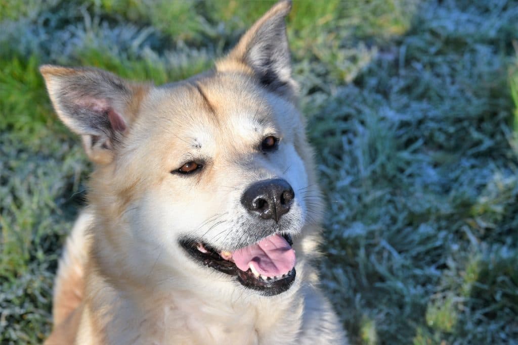 Arko - Akita - Bild 12