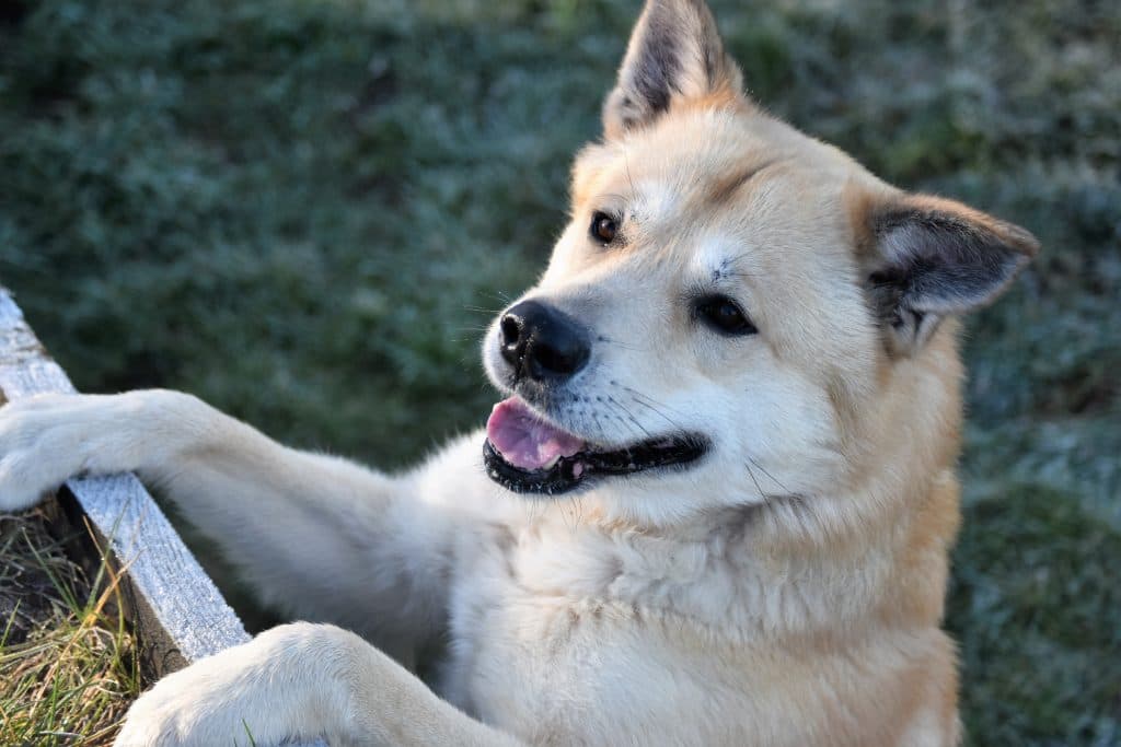 Arko - Akita - Bild 2
