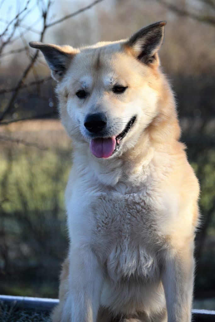 Arko - Akita - Bild 10