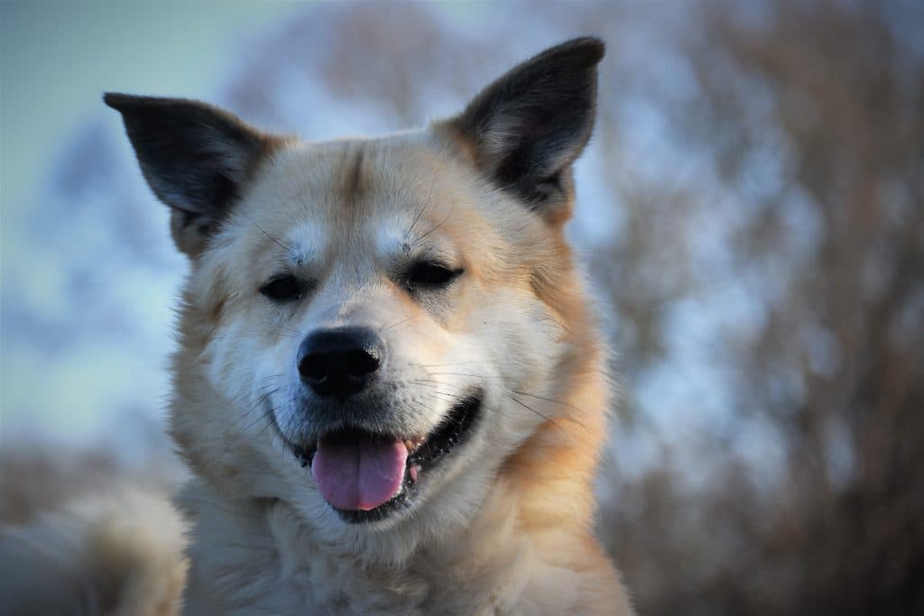 Arko - Akita - Bild 4