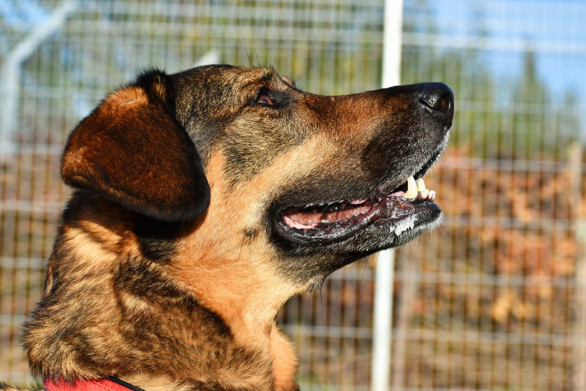 Jenny - Deutscher Schäferhund - Bild 3