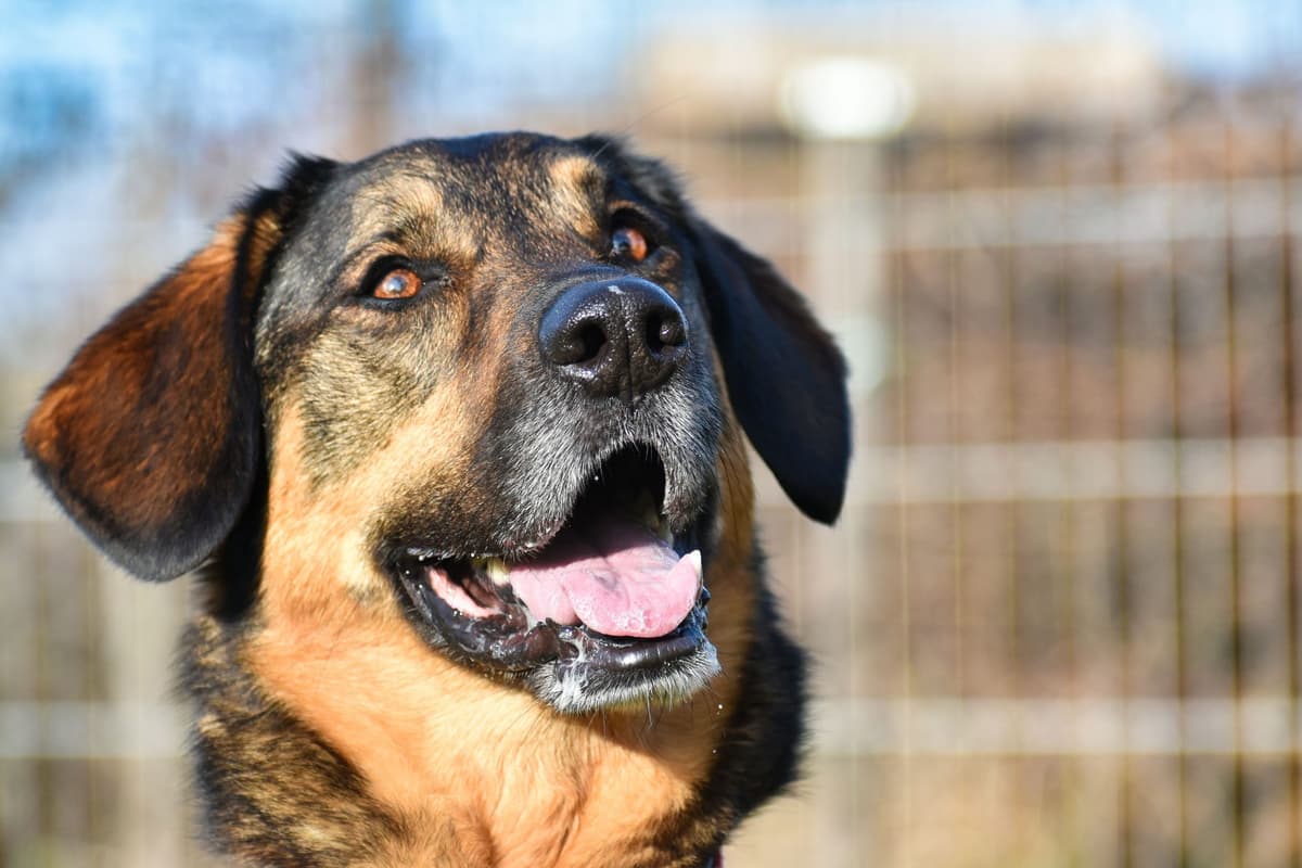 Jenny - Deutscher Schäferhund - Bild 6