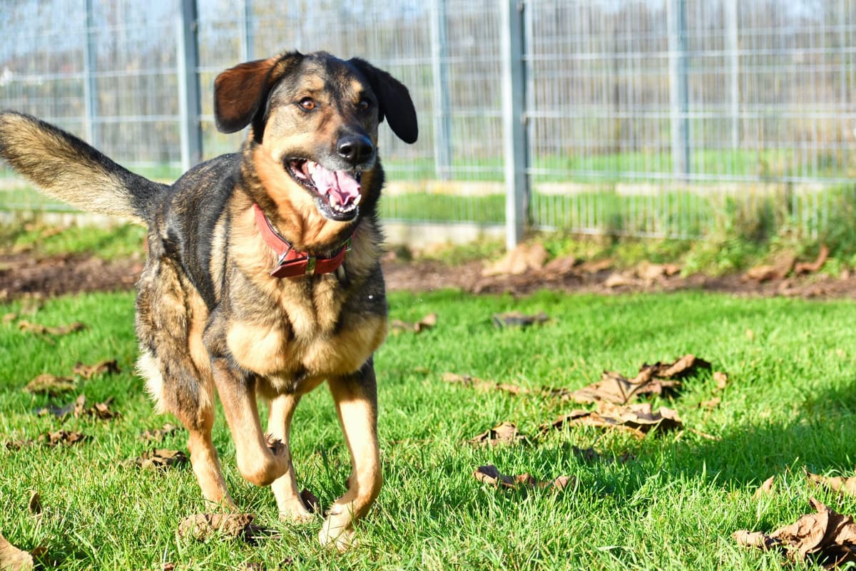 Jenny - Deutscher Schäferhund - Bild 8