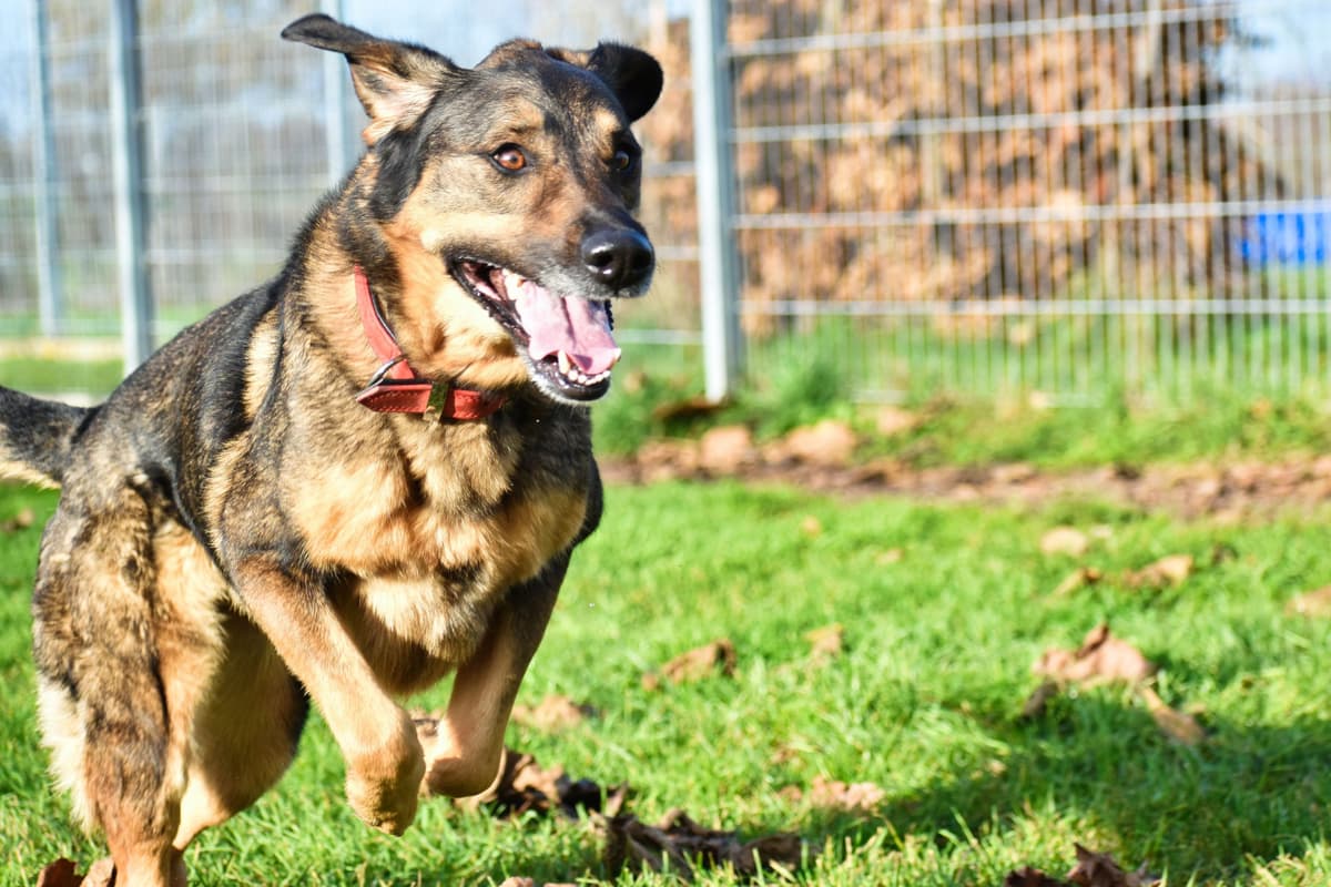 Jenny - Deutscher Schäferhund - Bild 9