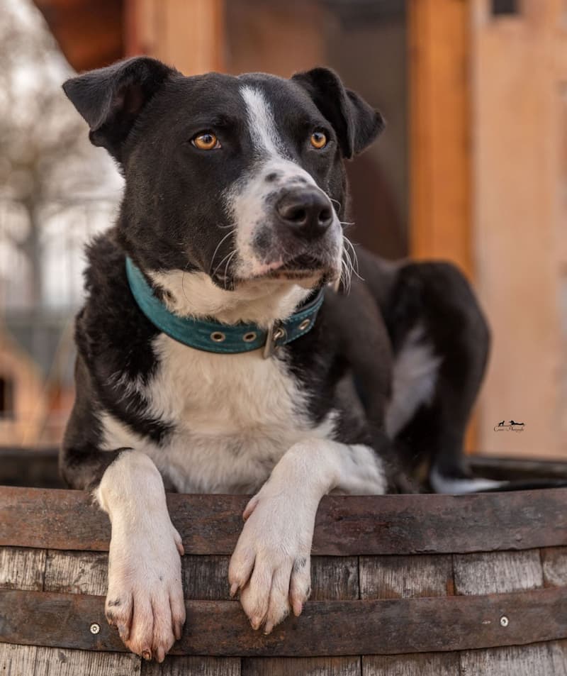 Tonkey - American Staffordshire Terrier, Deutscher Boxer, Deutscher Schäferhund - Bild 3