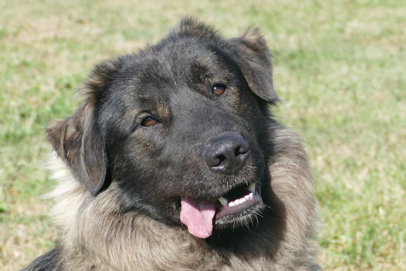 Zentralasiatischer Owtscharka Arthur