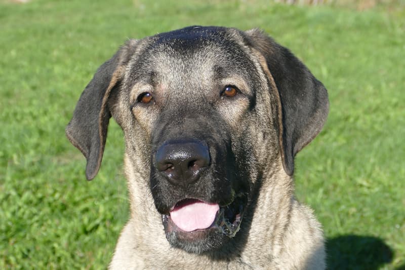 Helmut - Kangal-Hirtenhund - Bild 1