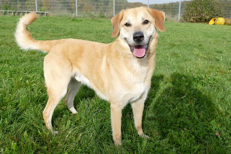 Ajax - Kangal-Hirtenhund - Bild 4