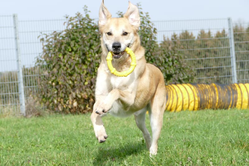 Ajax - Kangal-Hirtenhund - Bild 2
