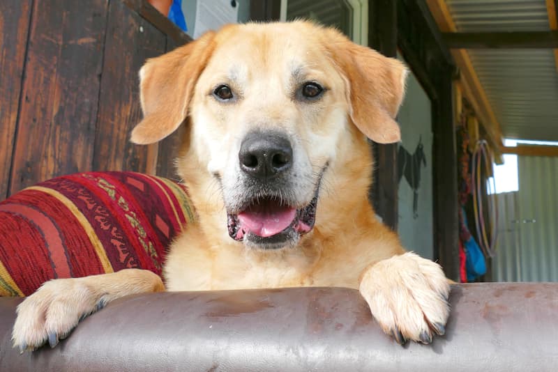 Ajax - Kangal-Hirtenhund - Bild 3