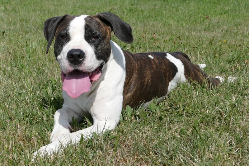 Mirabell - Labrador Retriever - Bild 2