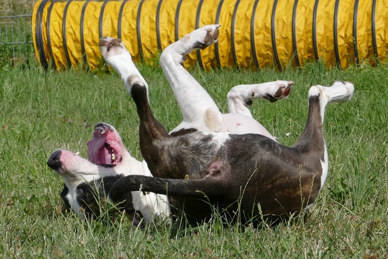 Mirabell - Labrador Retriever - Bild 3