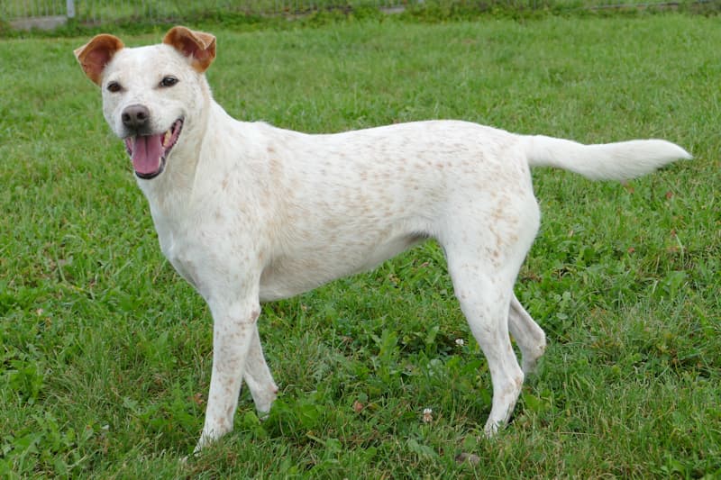 Australian Cattle Dog Tonka