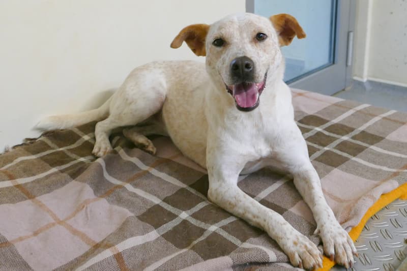 Tonka - Australian Cattle Dog - Bild 2