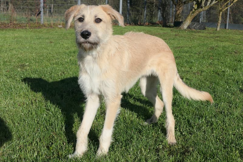 Johnny - Deutscher Schäferhund - Bild 2