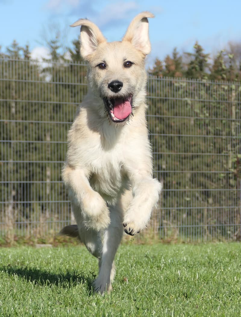 Johnny - Deutscher Schäferhund - Bild 3