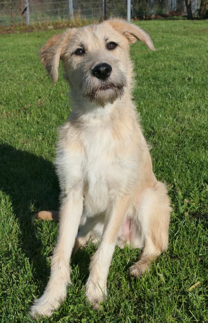 Johnny - Deutscher Schäferhund - Bild 4