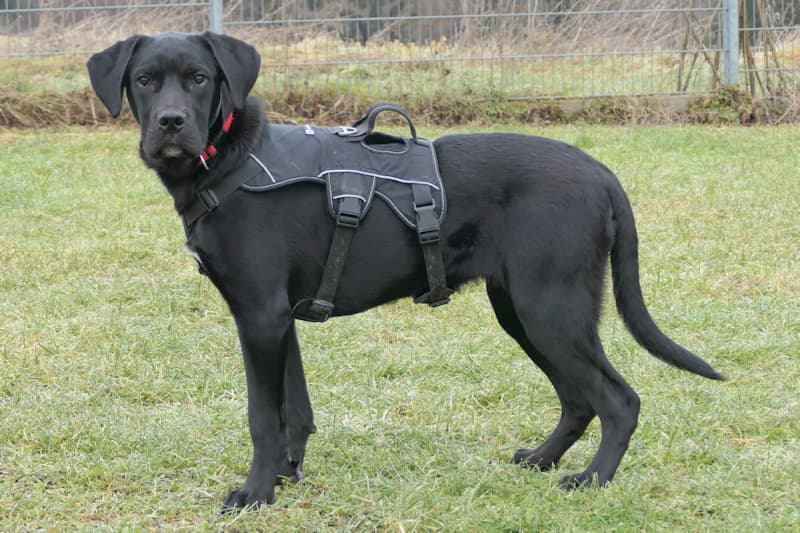 Cane Corso Italiano-Mix Loki