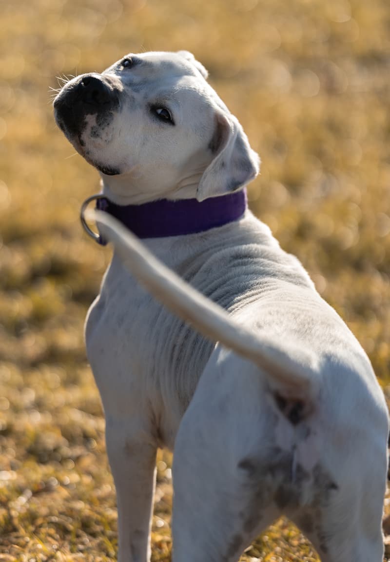 Senta - Dogo Argentino - Bild 3