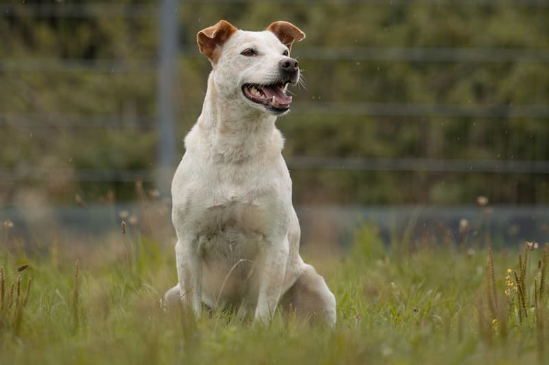 Australian Cattle Dog-Mix Tonka