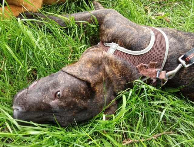 Salvatore - - Bild 7