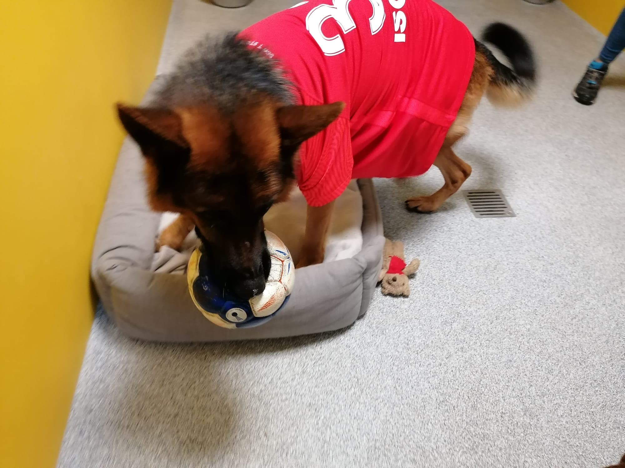 Alfi - Deutscher Schäferhund - Bild 2