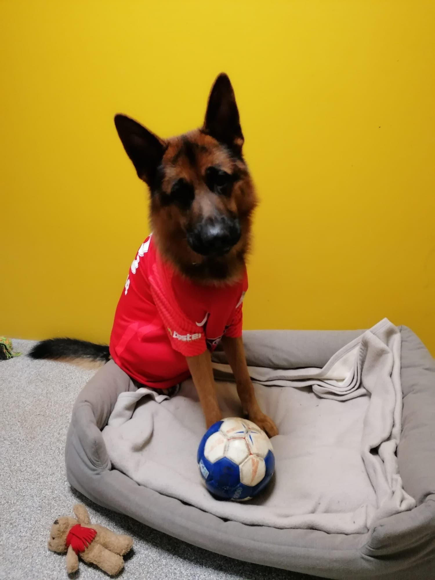 Alfi - Deutscher Schäferhund - Bild 3