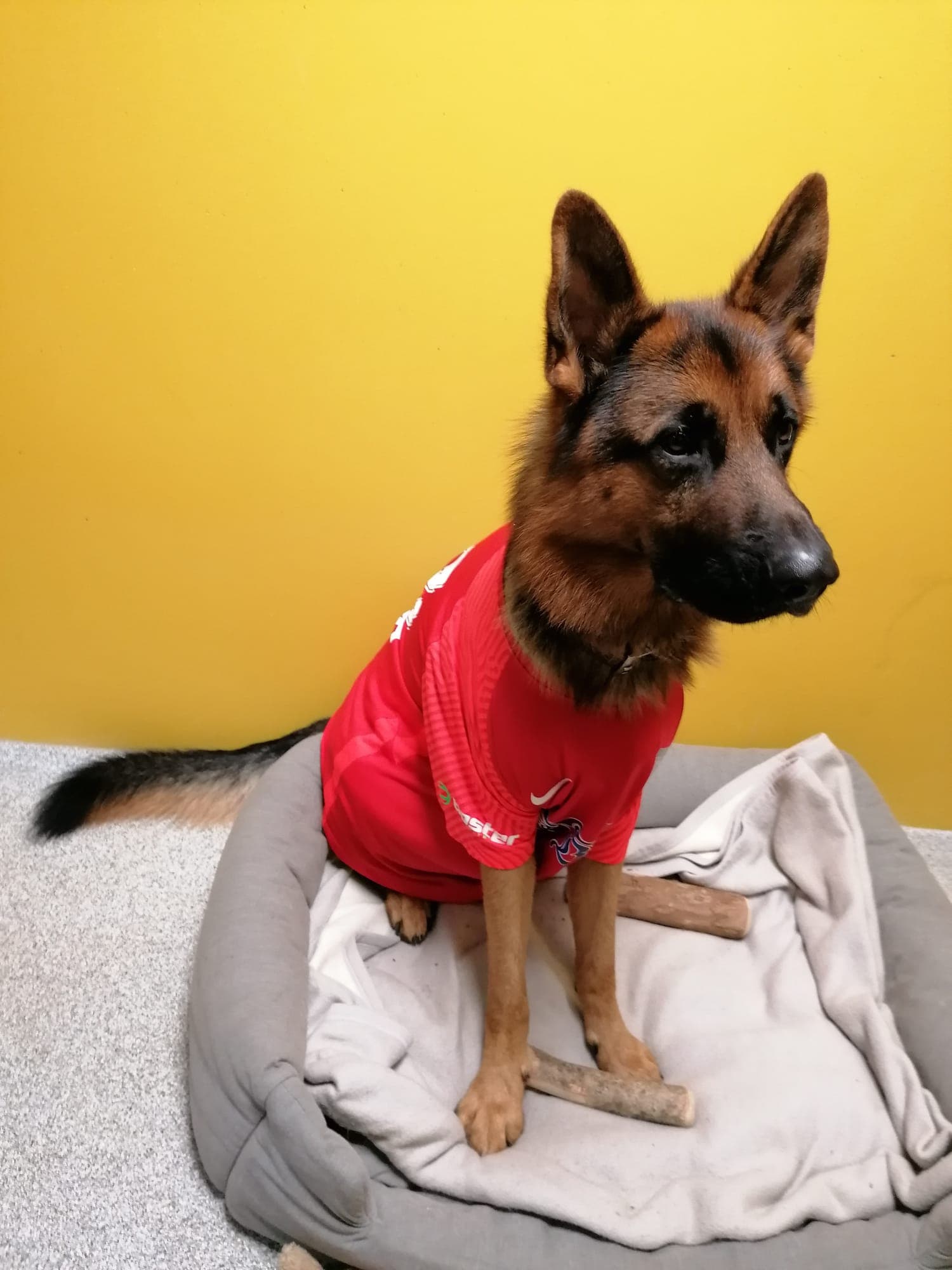 Alfi - Deutscher Schäferhund - Bild 4