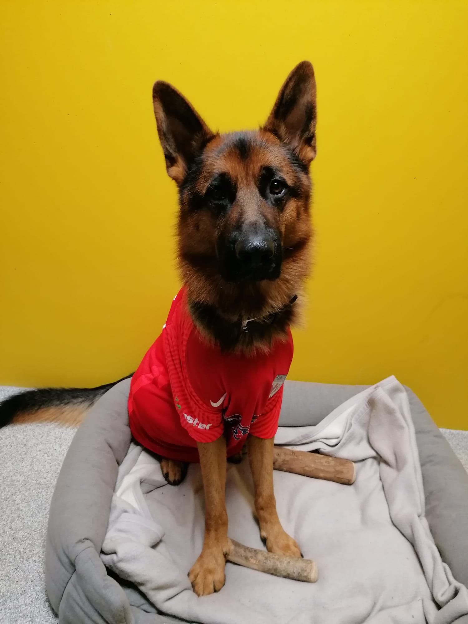 Alfi - Deutscher Schäferhund - Bild 5