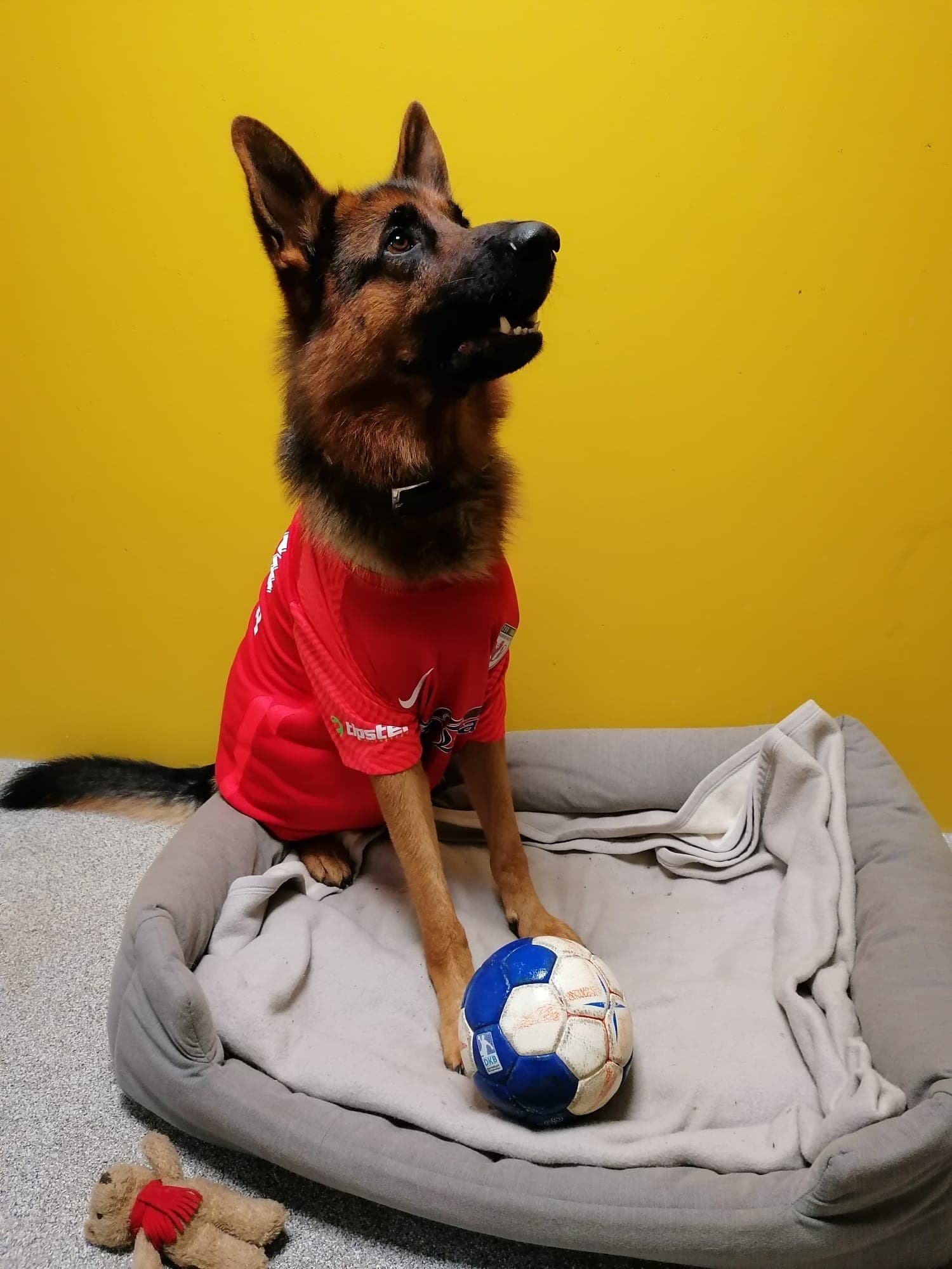 Alfi - Deutscher Schäferhund - Bild 6