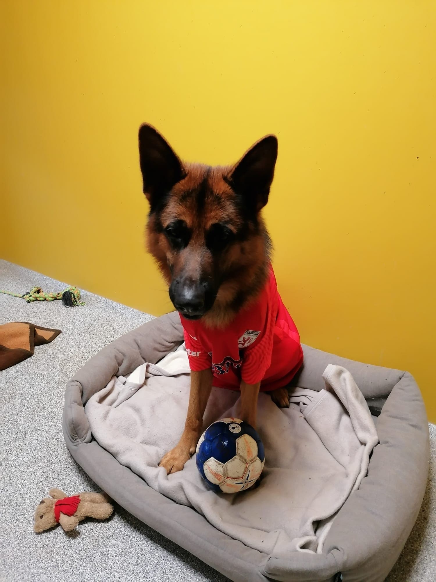 Alfi - Deutscher Schäferhund - Bild 9