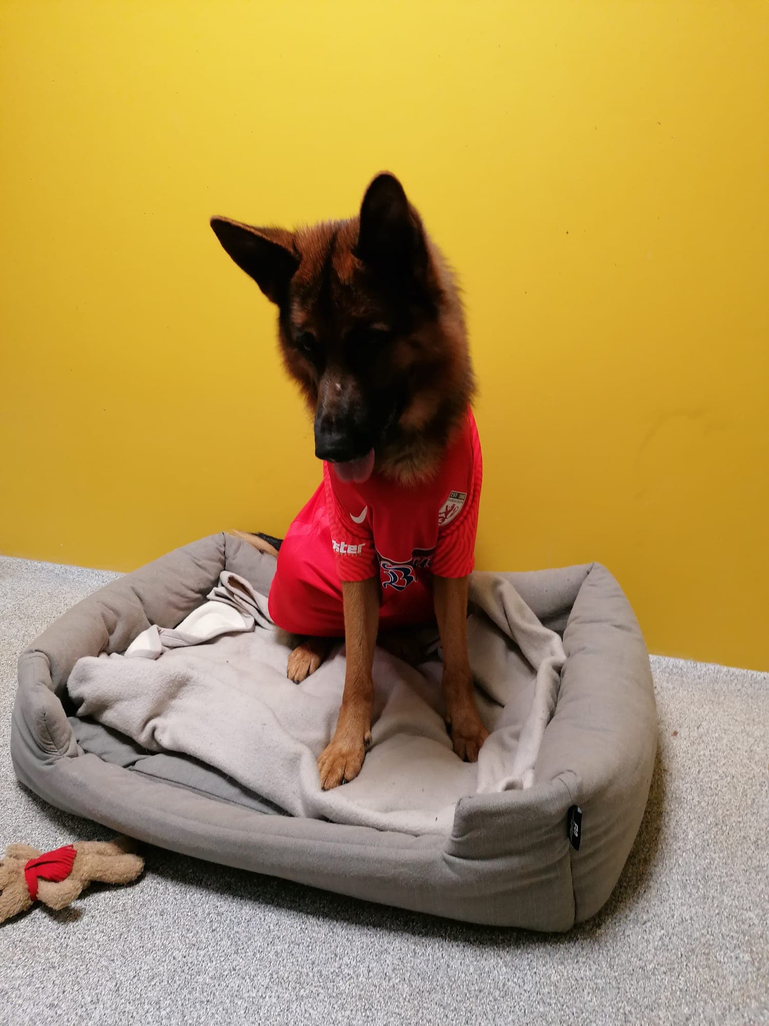 Alfi - Deutscher Schäferhund - Bild 10