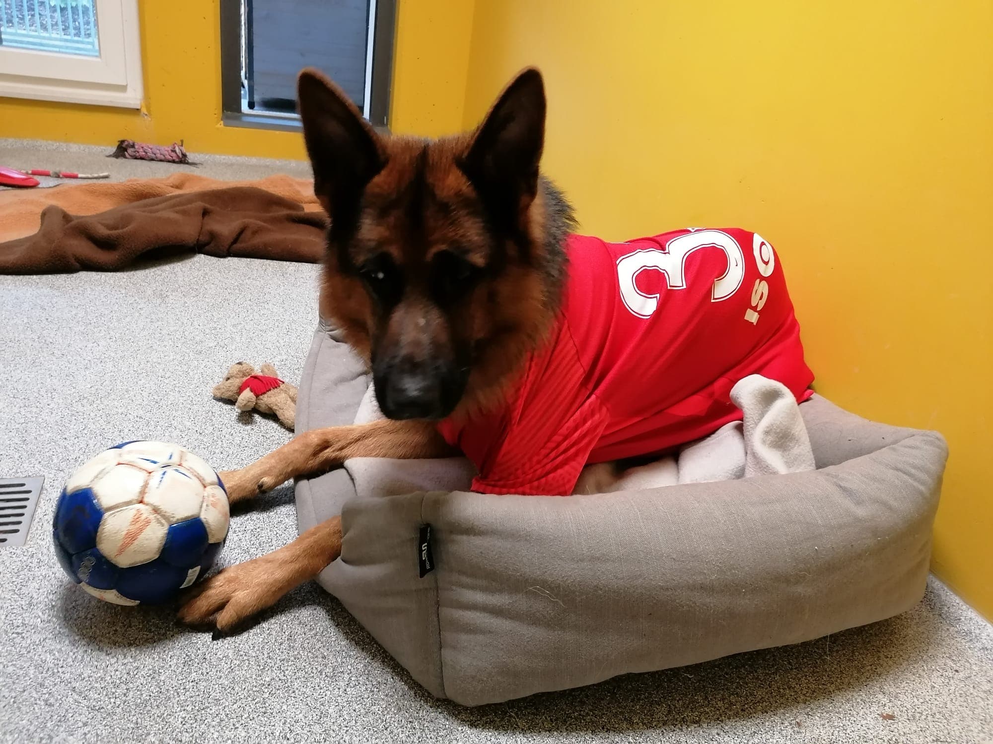 Alfi - Deutscher Schäferhund - Bild 11