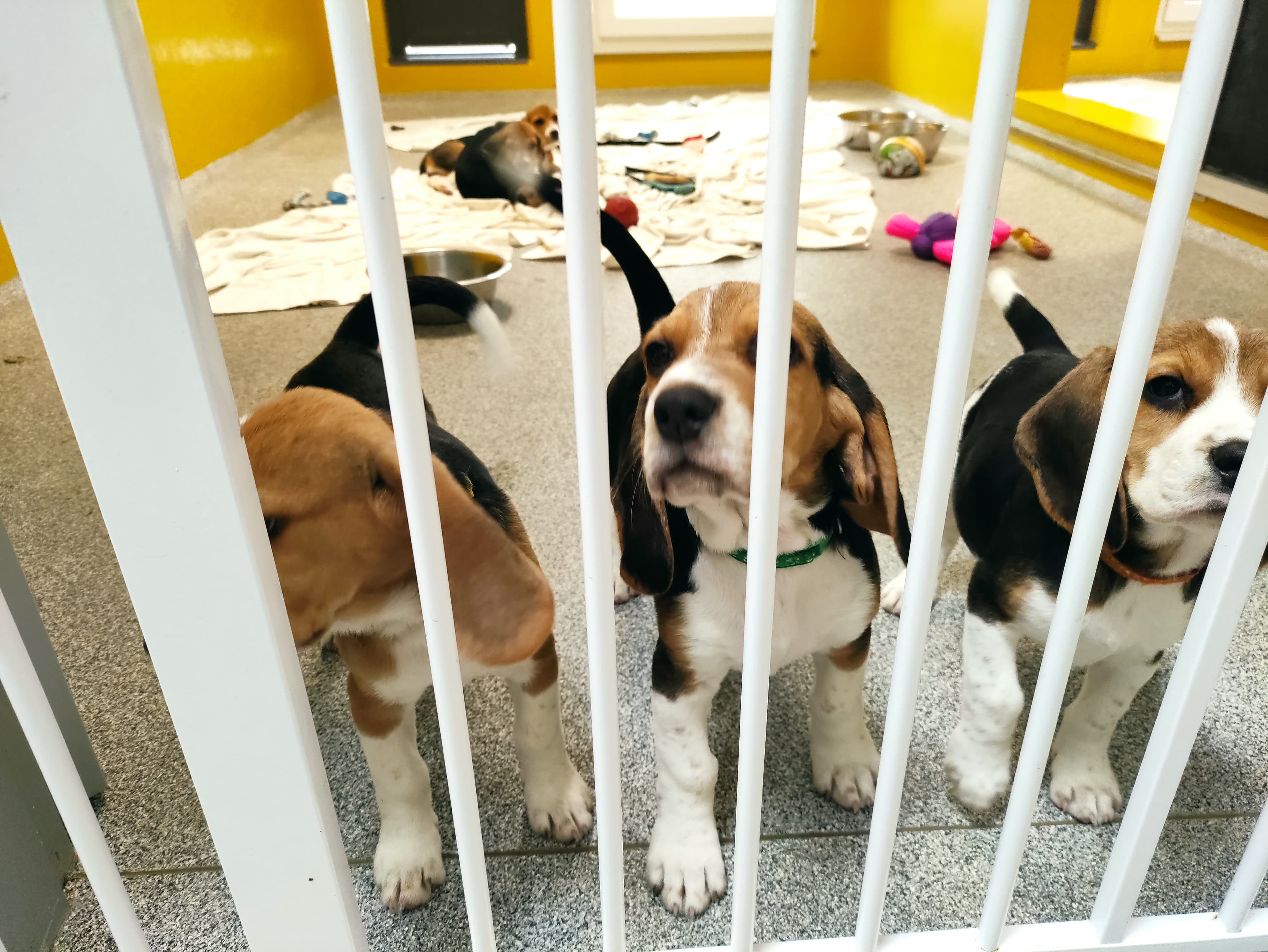 Miles - Beagle - Bild 3