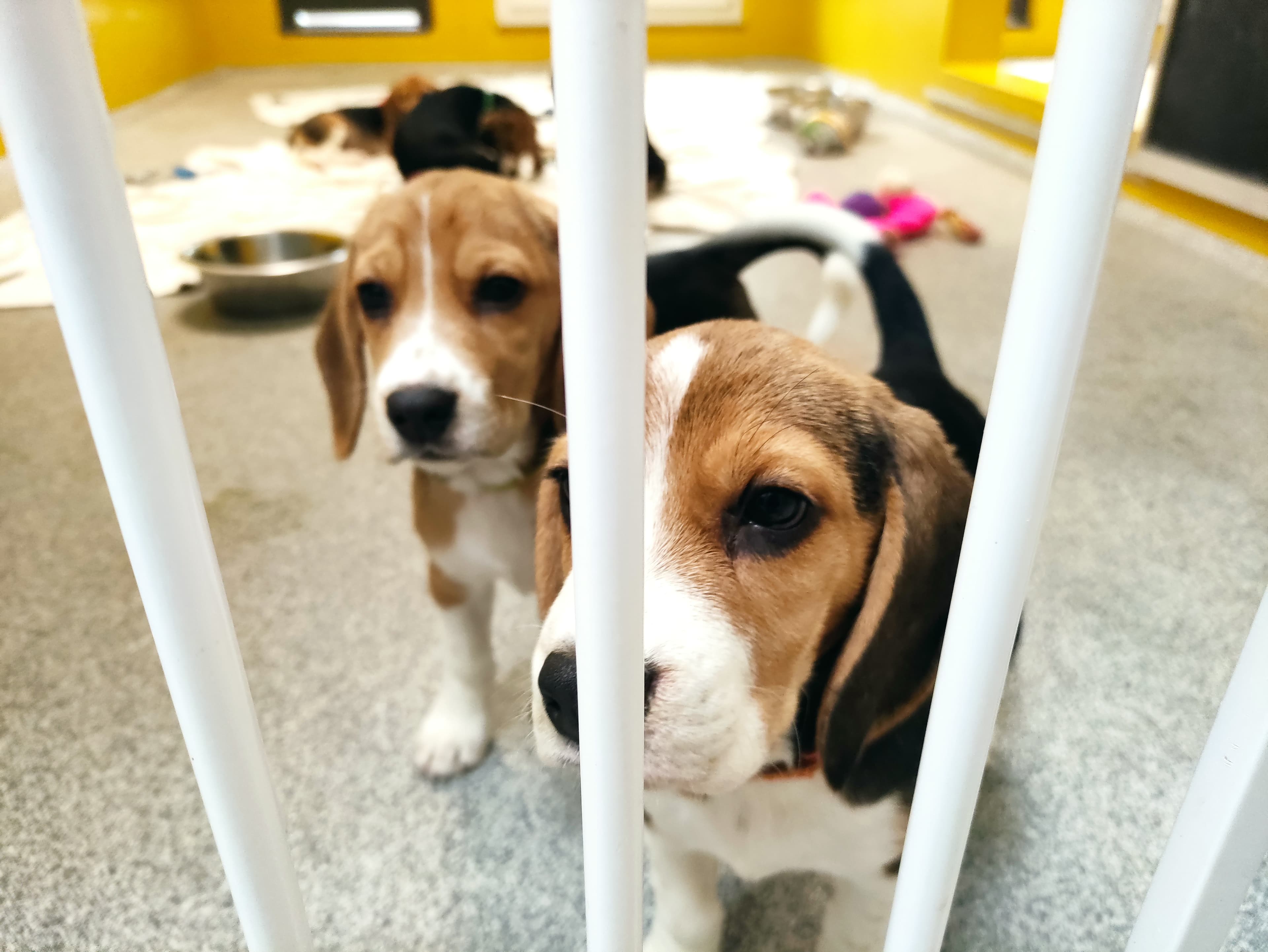 Miles - Beagle - Bild 4