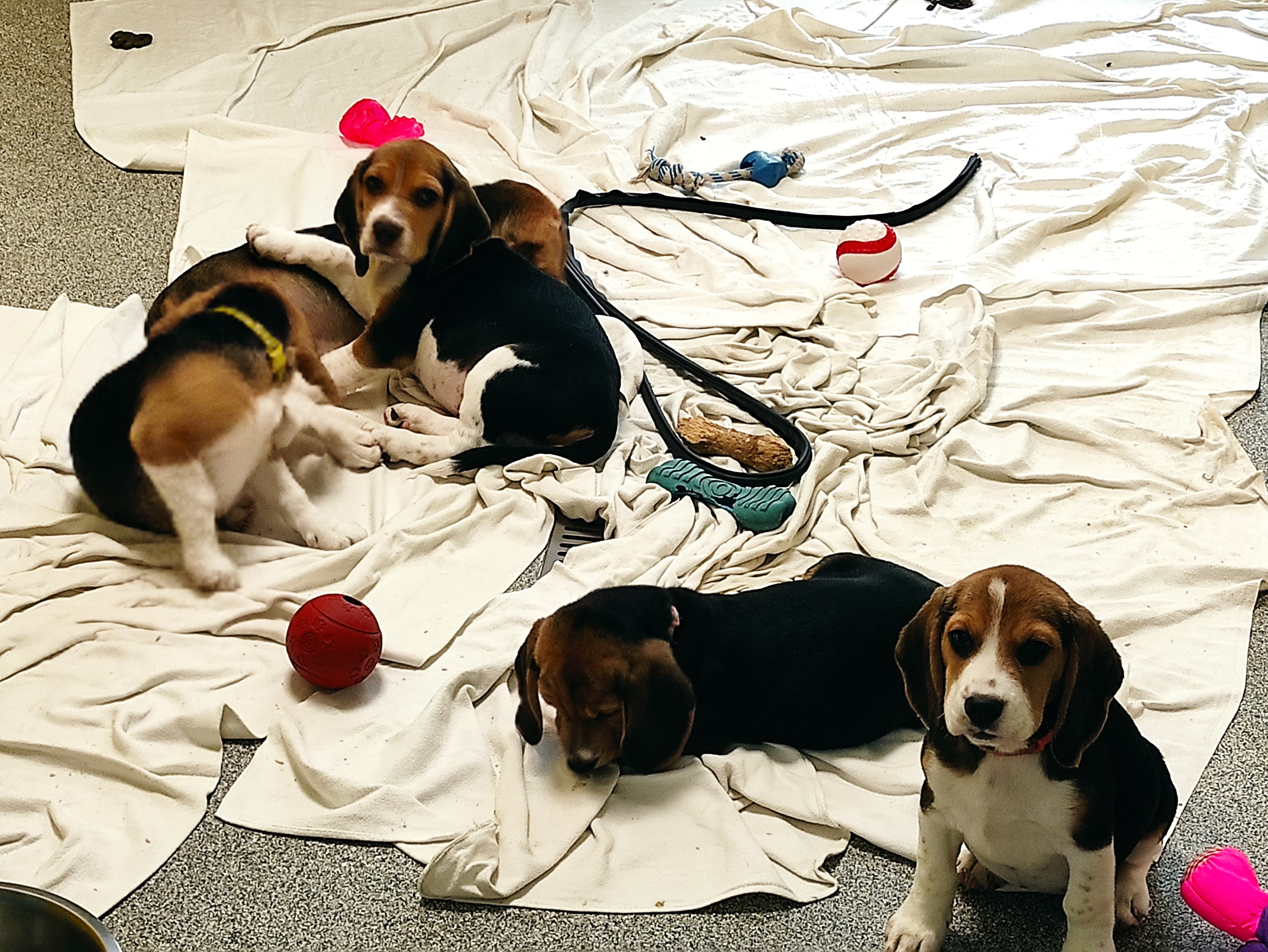 Miles - Beagle - Bild 5