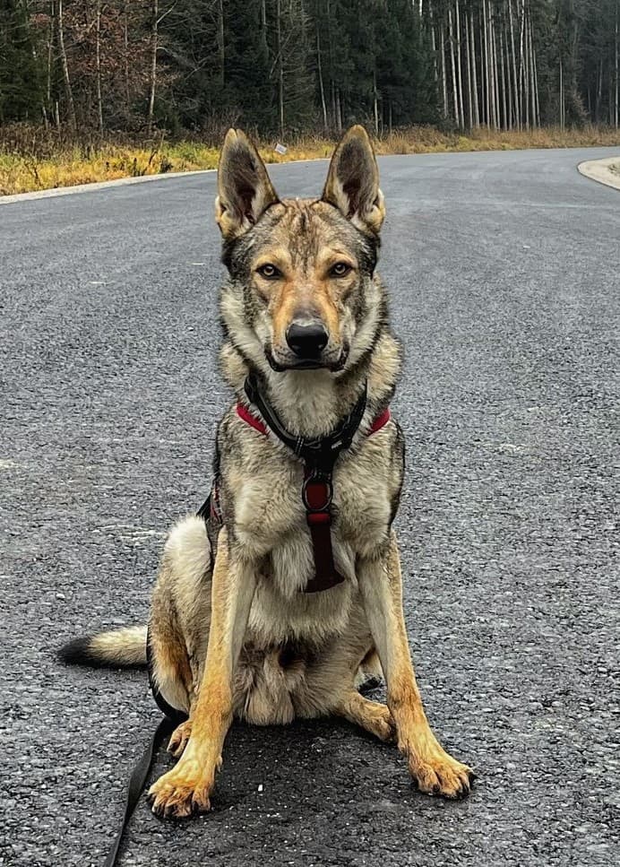 Tschechoslowakischer Wolfhund Greyson
