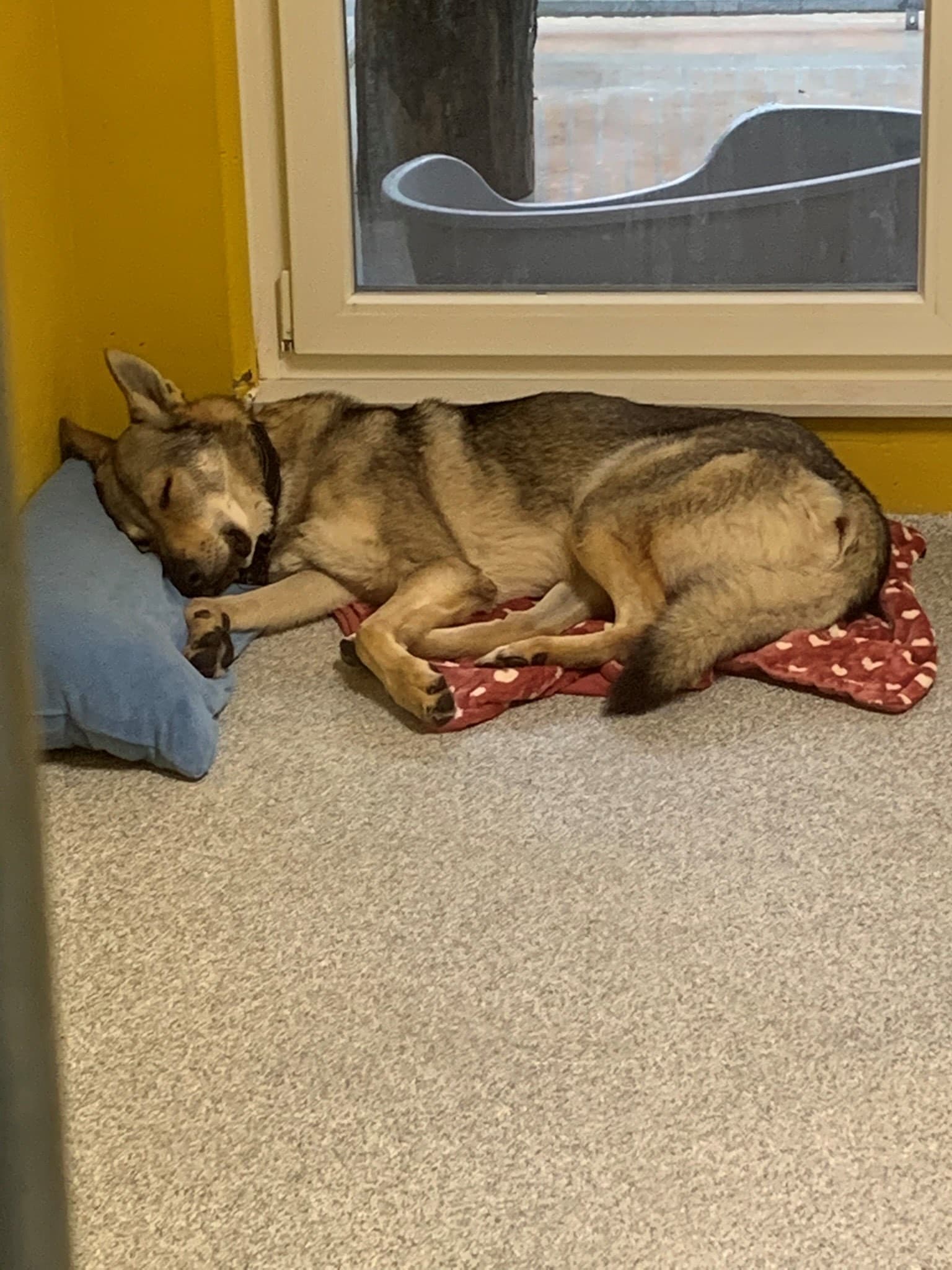 Greyson - Tschechoslowakischer Wolfhund - Bild 2