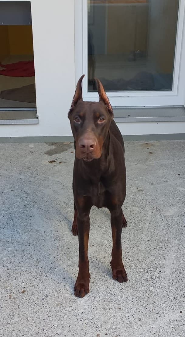 Ares - Dobermann - Bild 1