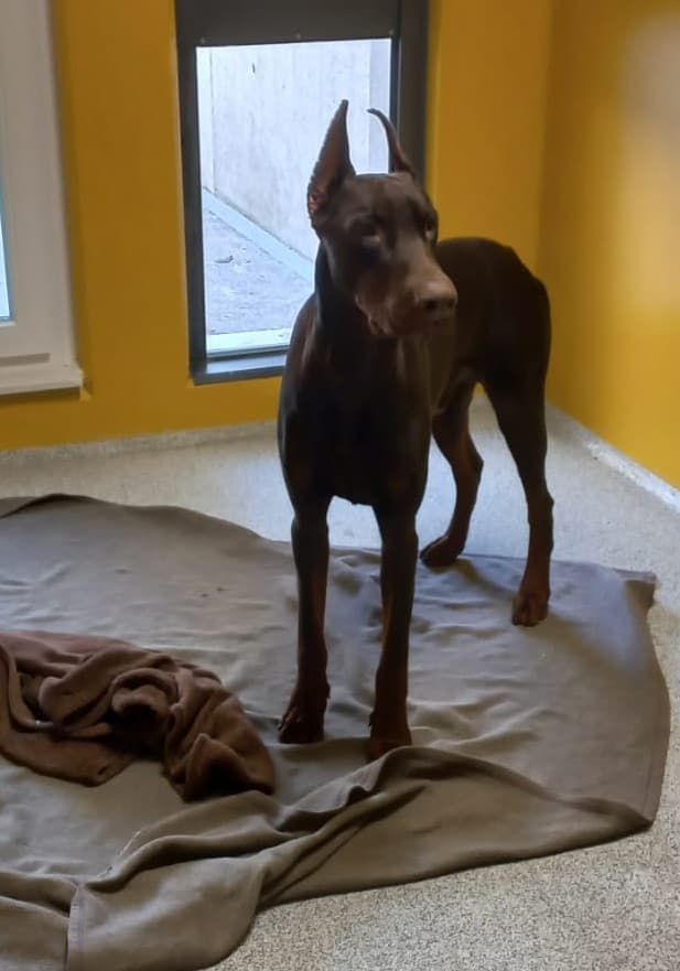 Ares - Dobermann - Bild 2