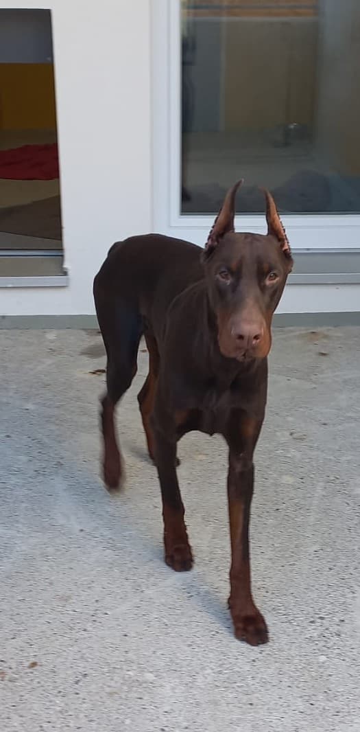 Ares - Dobermann - Bild 3