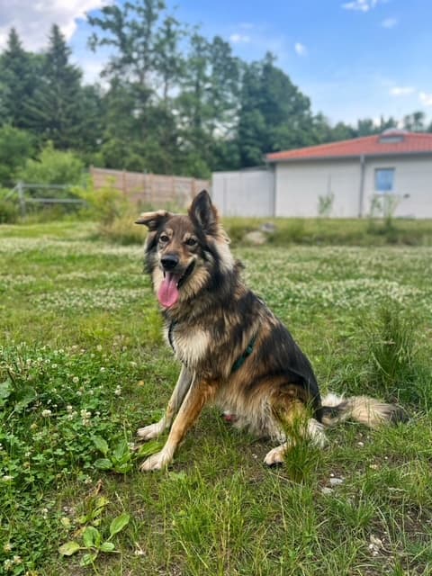 Amaruq - Deutscher Schäferhund - Bild 2