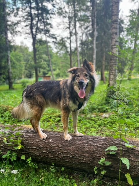 Amaruq - Deutscher Schäferhund - Bild 3