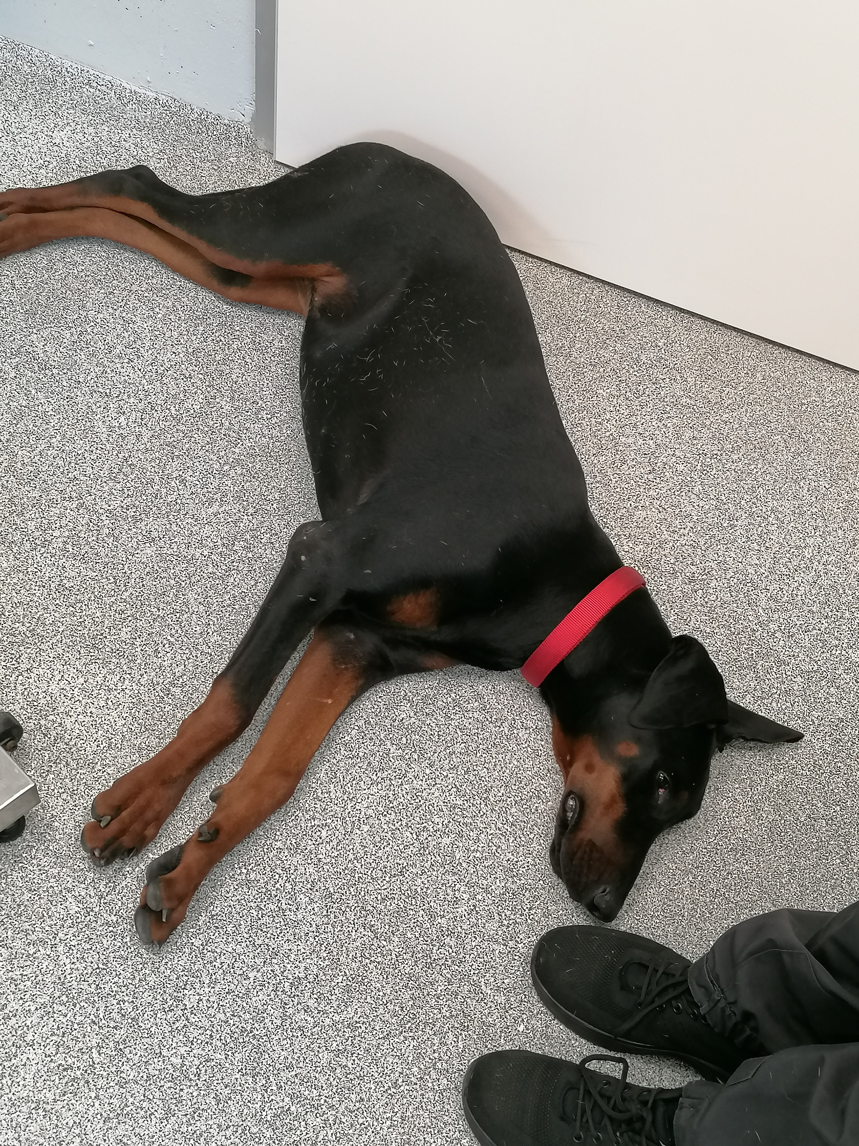 Sky - Dobermann - Bild 2